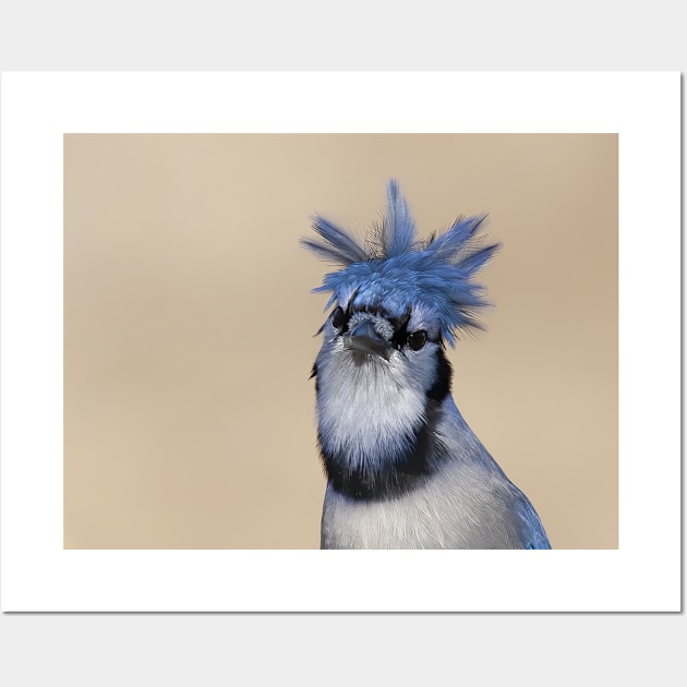 Is that you Don King? Blue Jay Wall Art by Jim Cumming